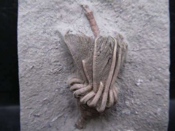 Indiana Mississippian Crawfordsville Crinoid 192a | Fossils for Sale General Mississippian Age Crawfordsville Crinoid Fossils For Sale From Indiana #192a