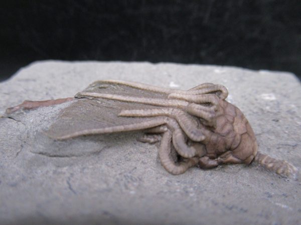 Indiana Mississippian Crawfordsville Crinoid 192b | Fossils for Sale General Mississippian Age Crawfordsville Crinoid Fossils For Sale From Indiana #192b