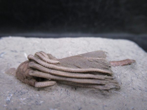 Indiana Mississippian Crawfordsville Crinoid 192d | Fossils for Sale General Mississippian Age Crawfordsville Crinoid Fossils For Sale From Indiana #192d