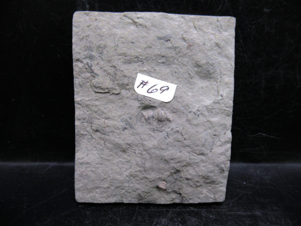Indiana Mississippian Crawfordsville Crinoid 192e | Fossils for Sale General Mississippian Age Crawfordsville Crinoid Fossils For Sale From Indiana #192e