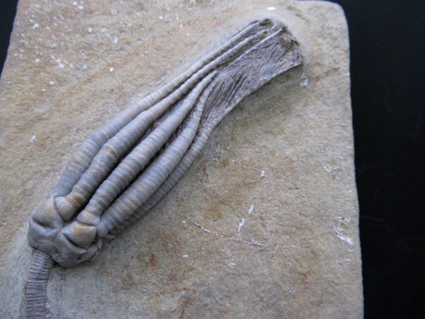Indiana Mississippian Crawfordsville Crinoid 193a | Fossils for Sale General Mississippian Age Crawfordsville Crinoid Fossils For Sale From Indiana #193a