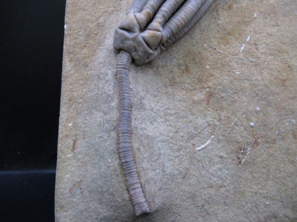 Indiana Mississippian Crawfordsville Crinoid 193b | Fossils for Sale General Mississippian Age Crawfordsville Crinoid Fossils For Sale From Indiana #193b