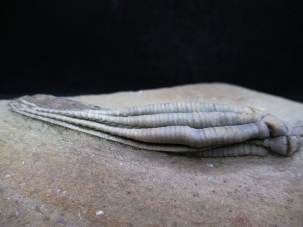 Indiana Mississippian Crawfordsville Crinoid 193d | Fossils for Sale General Mississippian Age Crawfordsville Crinoid Fossils For Sale From Indiana #193d