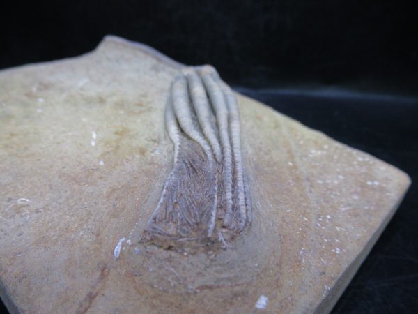 Indiana Mississippian Crawfordsville Crinoid 193e | Fossils for Sale General Mississippian Age Crawfordsville Crinoid Fossils For Sale From Indiana #193e