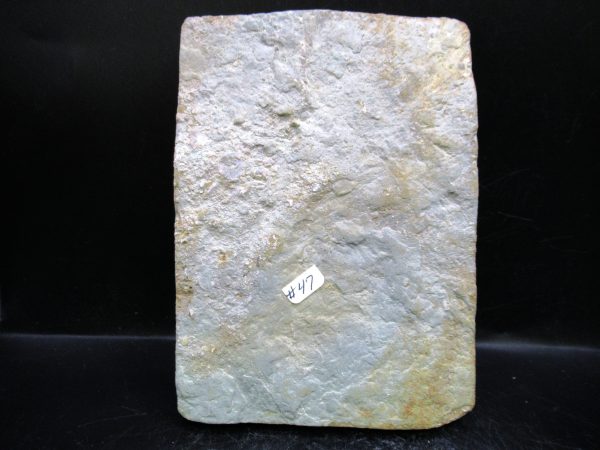 Indiana Mississippian Crawfordsville Crinoid 193f | Fossils for Sale General Mississippian Age Crawfordsville Crinoid Fossils For Sale From Indiana #193f