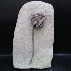 General Mississippian Age Crawfordsville Crinoid Fossils For Sale From Indiana #194