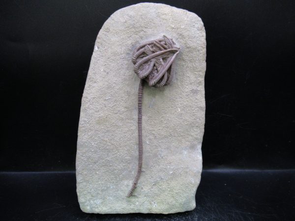 Indiana Mississippian Crawfordsville Crinoid 194 | Fossils for Sale General Mississippian Age Crawfordsville Crinoid Fossils For Sale From Indiana #194