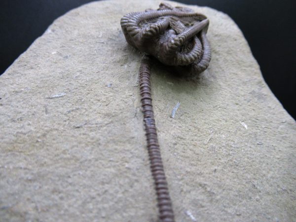 Indiana Mississippian Crawfordsville Crinoid 194b | Fossils for Sale General Mississippian Age Crawfordsville Crinoid Fossils For Sale From Indiana #194b