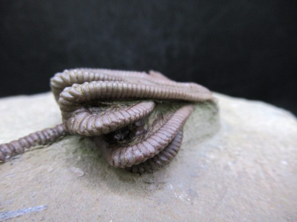 Indiana Mississippian Crawfordsville Crinoid 194d | Fossils for Sale General Mississippian Age Crawfordsville Crinoid Fossils For Sale From Indiana #194d