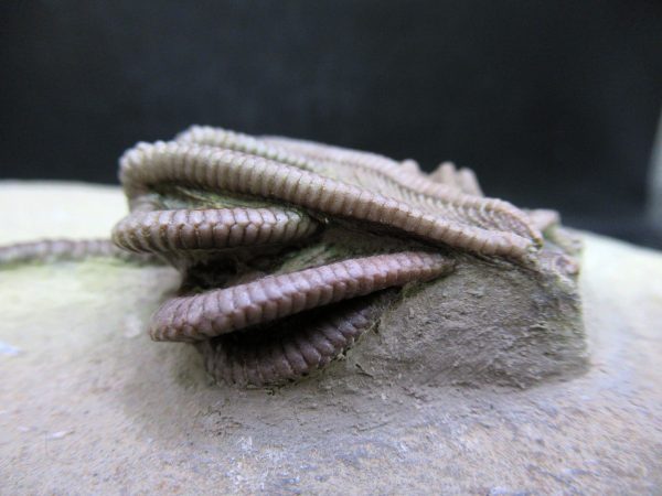 Indiana Mississippian Crawfordsville Crinoid 194e | Fossils for Sale General Mississippian Age Crawfordsville Crinoid Fossils For Sale From Indiana #194e