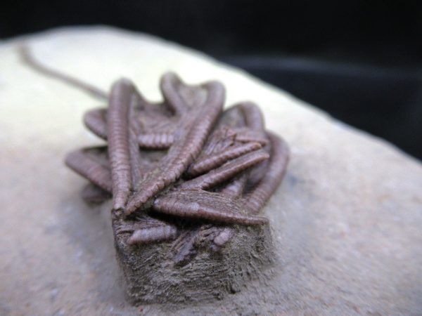 Indiana Mississippian Crawfordsville Crinoid 194f | Fossils for Sale General Mississippian Age Crawfordsville Crinoid Fossils For Sale From Indiana #194f