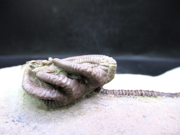 Indiana Mississippian Crawfordsville Crinoid 194h | Fossils for Sale General Mississippian Age Crawfordsville Crinoid Fossils For Sale From Indiana #194h