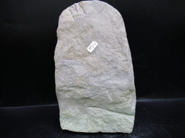 Indiana Mississippian Crawfordsville Crinoid 194i | Fossils for Sale General Mississippian Age Crawfordsville Crinoid Fossils For Sale From Indiana #194i