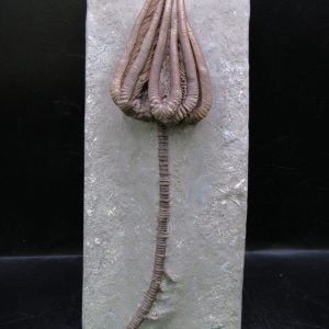 General Mississippian Age Crawfordsville Crinoid Fossils For Sale From Indiana #195