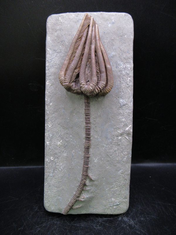 Indiana Mississippian Crawfordsville Crinoid 195 | Fossils for Sale General Mississippian Age Crawfordsville Crinoid Fossils For Sale From Indiana #195