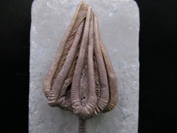 Indiana Mississippian Crawfordsville Crinoid 195a | Fossils for Sale General Mississippian Age Crawfordsville Crinoid Fossils For Sale From Indiana #195a