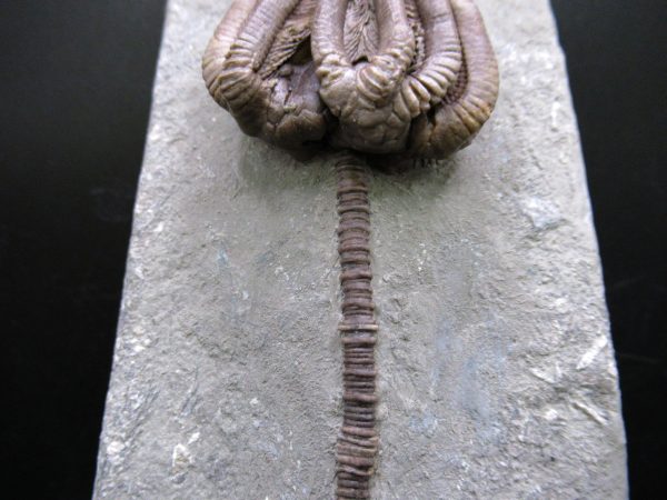Indiana Mississippian Crawfordsville Crinoid 195b | Fossils for Sale General Mississippian Age Crawfordsville Crinoid Fossils For Sale From Indiana #195b