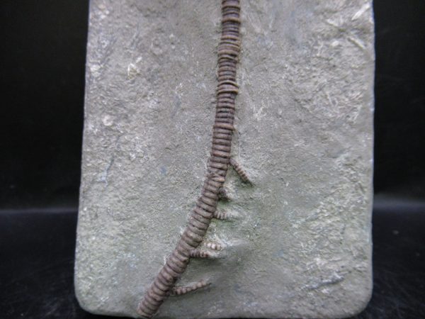Indiana Mississippian Crawfordsville Crinoid 195c | Fossils for Sale General Mississippian Age Crawfordsville Crinoid Fossils For Sale From Indiana #195c