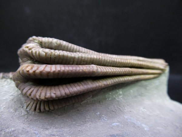 Indiana Mississippian Crawfordsville Crinoid 195e | Fossils for Sale General Mississippian Age Crawfordsville Crinoid Fossils For Sale From Indiana #195e
