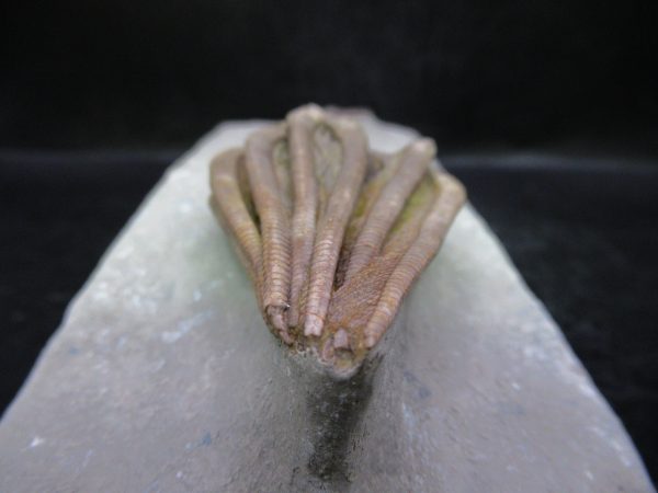 Indiana Mississippian Crawfordsville Crinoid 195f | Fossils for Sale General Mississippian Age Crawfordsville Crinoid Fossils For Sale From Indiana #195f