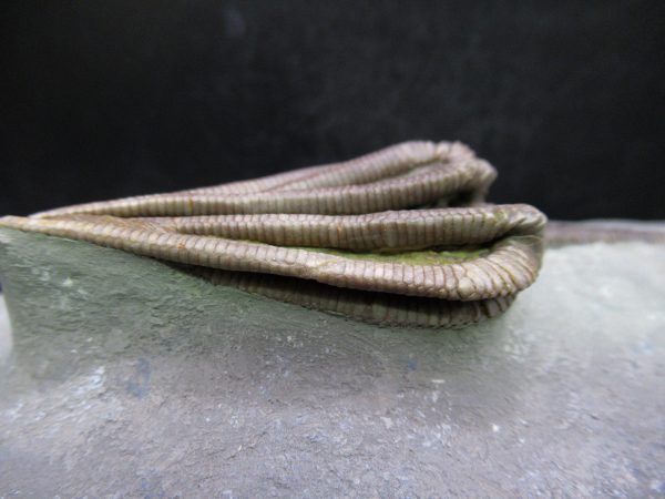 Indiana Mississippian Crawfordsville Crinoid 195g | Fossils for Sale General Mississippian Age Crawfordsville Crinoid Fossils For Sale From Indiana #195g