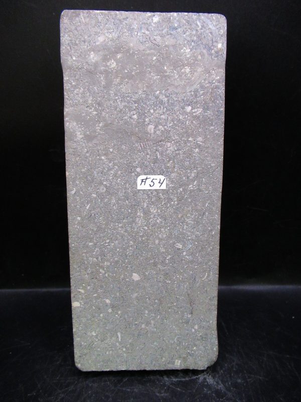 Indiana Mississippian Crawfordsville Crinoid 195h | Fossils for Sale General Mississippian Age Crawfordsville Crinoid Fossils For Sale From Indiana #195h