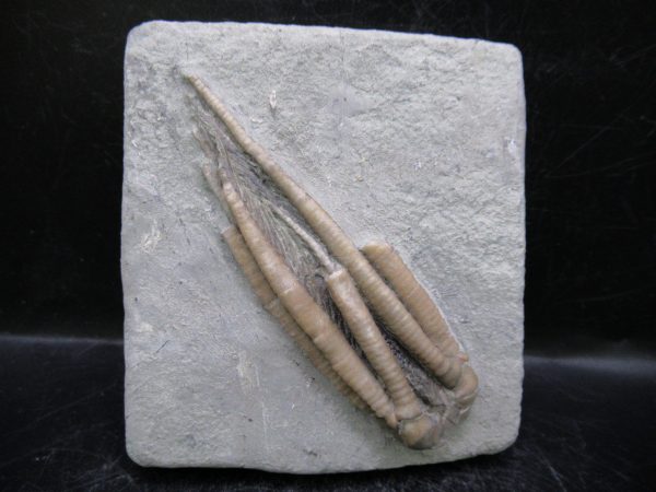 Indiana Mississippian Crawfordsville Crinoid 196 | Fossils for Sale General Mississippian Age Crawfordsville Crinoid Fossils For Sale From Indiana #196