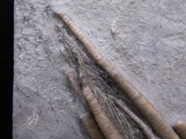 Indiana Mississippian Crawfordsville Crinoid 196b | Fossils for Sale General Mississippian Age Crawfordsville Crinoid Fossils For Sale From Indiana #196b