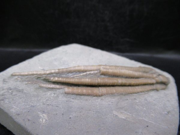 Indiana Mississippian Crawfordsville Crinoid 196c | Fossils for Sale General Mississippian Age Crawfordsville Crinoid Fossils For Sale From Indiana #196c