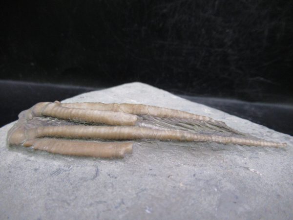 Indiana Mississippian Crawfordsville Crinoid 196d | Fossils for Sale General Mississippian Age Crawfordsville Crinoid Fossils For Sale From Indiana #196d