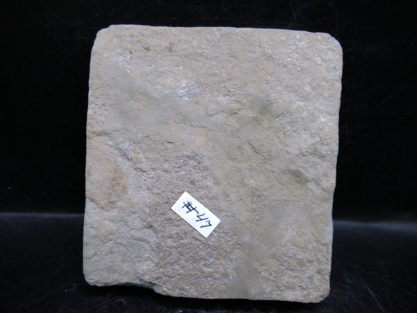 Indiana Mississippian Crawfordsville Crinoid 196e | Fossils for Sale General Mississippian Age Crawfordsville Crinoid Fossils For Sale From Indiana #196e