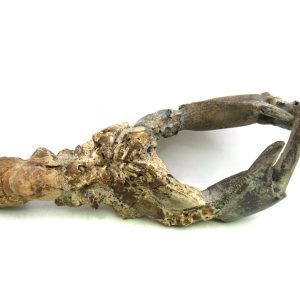 Indonesia Miocene Thalasinna Mangrove Lobster 1 | Fossils for Sale General Miocene Age Thalasinna Mangrove Lobster Fossils For Sale From Indonesia #1