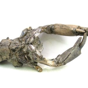 Indonesia Miocene Thalasinna Mangrove Lobster 2 | Fossils for Sale General Miocene Age Thalasinna Mangrove Lobster Fossils For Sale From Indonesia #2