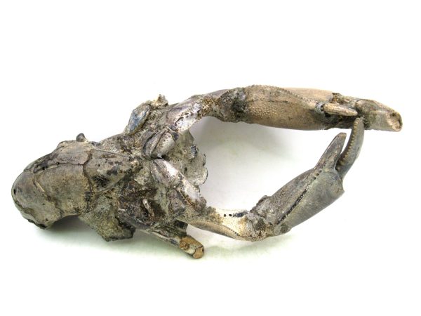 Indonesia Miocene Thalasinna Mangrove Lobster 2 | Fossils for Sale General Miocene Age Thalasinna Mangrove Lobster Fossils For Sale From Indonesia #2