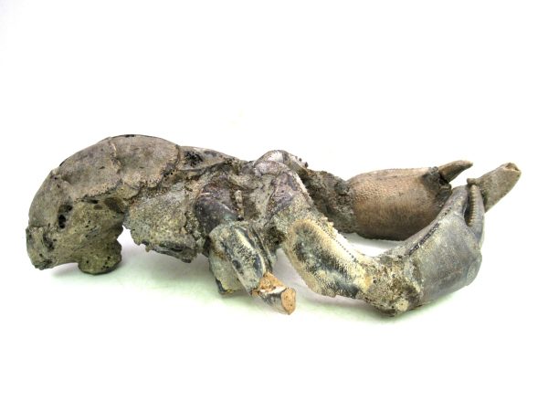 Indonesia Miocene Thalasinna Mangrove Lobster 2a | Fossils for Sale General Miocene Age Thalasinna Mangrove Lobster Fossils For Sale From Indonesia #2a