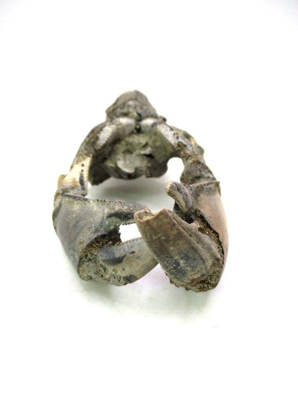 Indonesia Miocene Thalasinna Mangrove Lobster 2b | Fossils for Sale General Miocene Age Thalasinna Mangrove Lobster Fossils For Sale From Indonesia #2b