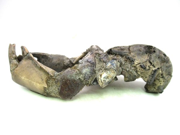 Indonesia Miocene Thalasinna Mangrove Lobster 2c | Fossils for Sale General Miocene Age Thalasinna Mangrove Lobster Fossils For Sale From Indonesia #2c