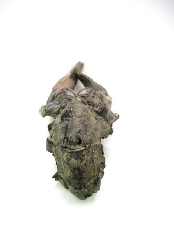 Indonesia Miocene Thalasinna Mangrove Lobster 2d | Fossils for Sale General Miocene Age Thalasinna Mangrove Lobster Fossils For Sale From Indonesia #2d