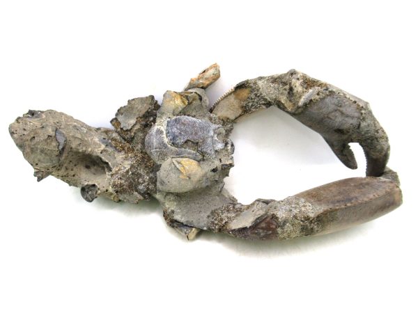 Indonesia Miocene Thalasinna Mangrove Lobster 2e | Fossils for Sale General Miocene Age Thalasinna Mangrove Lobster Fossils For Sale From Indonesia #2e