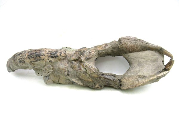 Indonesia Miocene Thalasinna Mangrove Lobster 3 | Fossils for Sale General Miocene Age Thalasinna Mangrove Lobster Fossils For Sale From Indonesia #3