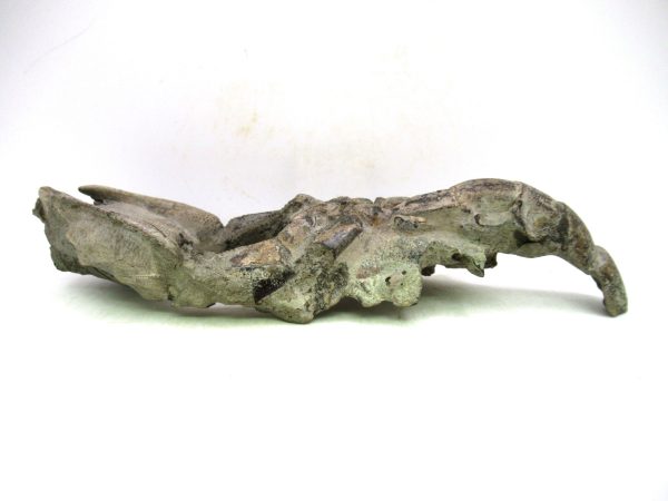 Indonesia Miocene Thalasinna Mangrove Lobster 3c | Fossils for Sale General Miocene Age Thalasinna Mangrove Lobster Fossils For Sale From Indonesia #3c