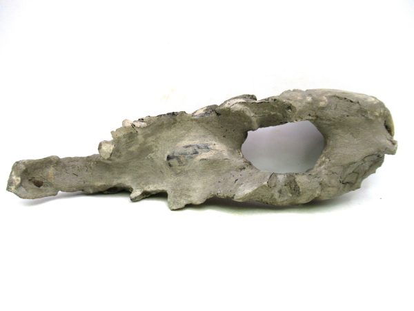 Indonesia Miocene Thalasinna Mangrove Lobster 3e | Fossils for Sale General Miocene Age Thalasinna Mangrove Lobster Fossils For Sale From Indonesia #3e