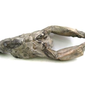 Indonesia Miocene Thalasinna Mangrove Lobster 4 | Fossils for Sale General Miocene Age Thalasinna Mangrove Lobster Fossils For Sale From Indonesia #4
