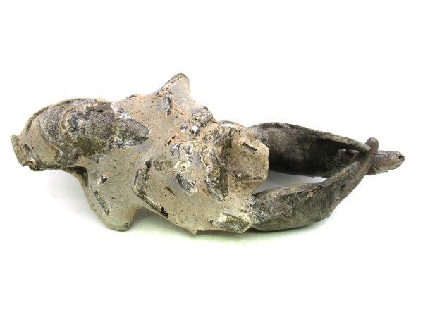 Indonesia Miocene Thalasinna Mangrove Lobster 5 | Fossils for Sale General Miocene Age Thalasinna Mangrove Lobster Fossils For Sale From Indonesia #5