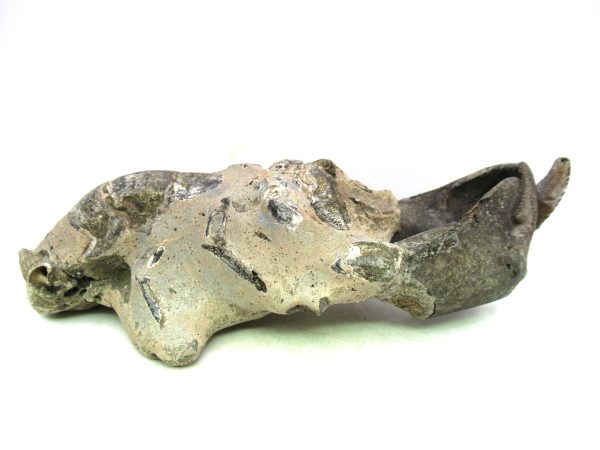 Indonesia Miocene Thalasinna Mangrove Lobster 5a | Fossils for Sale General Miocene Age Thalasinna Mangrove Lobster Fossils For Sale From Indonesia #5a
