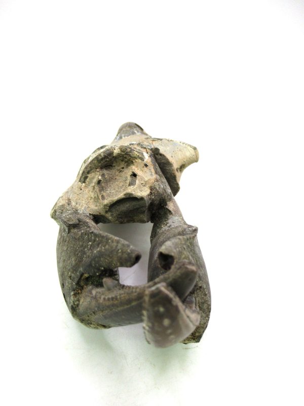 Indonesia Miocene Thalasinna Mangrove Lobster 5b | Fossils for Sale General Miocene Age Thalasinna Mangrove Lobster Fossils For Sale From Indonesia #5b