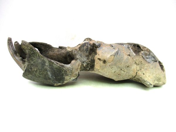 Indonesia Miocene Thalasinna Mangrove Lobster 5c | Fossils for Sale General Miocene Age Thalasinna Mangrove Lobster Fossils For Sale From Indonesia #5c