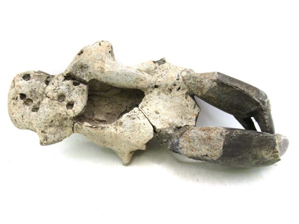 Indonesia Miocene Thalasinna Mangrove Lobster 5e | Fossils for Sale General Miocene Age Thalasinna Mangrove Lobster Fossils For Sale From Indonesia #5e