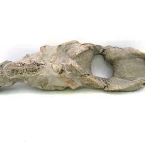 Indonesia Miocene Thalasinna Mangrove Lobster 6 | Fossils for Sale General Miocene Age Thalasinna Mangrove Lobster Fossils For Sale From Indonesia #6