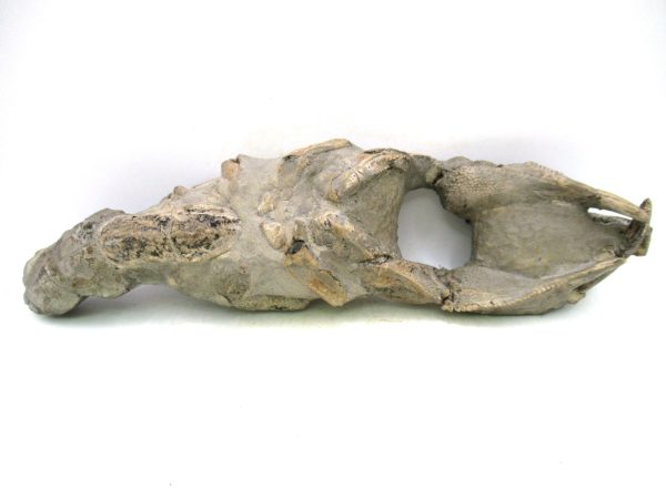 Indonesia Miocene Thalasinna Mangrove Lobster 6 | Fossils for Sale General Miocene Age Thalasinna Mangrove Lobster Fossils For Sale From Indonesia #6